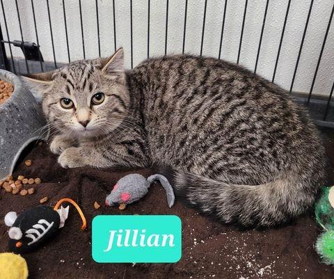 Jillian-Sponsored, a Adoptable mixed breed in Richmond, IN image 2/3