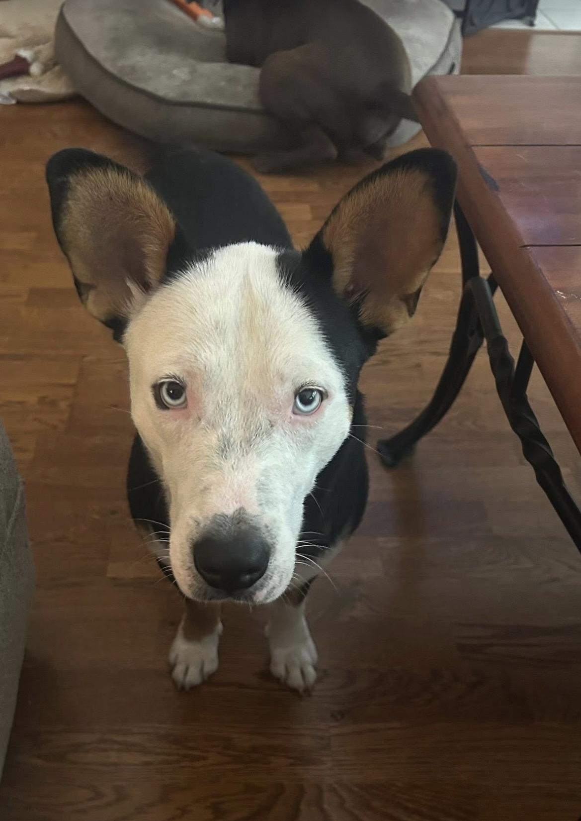 Enlarge Altuve, an adopted mixed breed in Vancouver , WA image 4/6