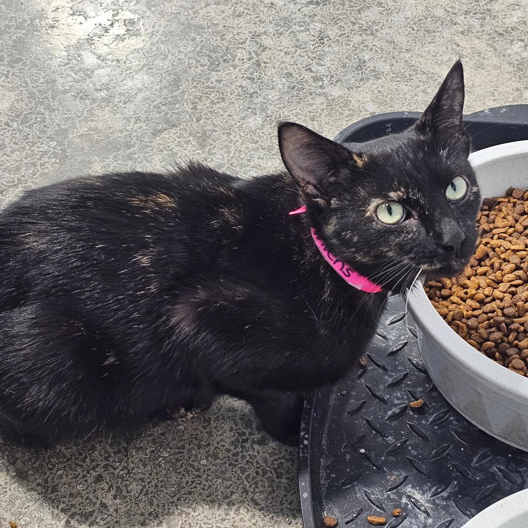 Mittens, Adoptable, Young Female Domestic Short Hair.