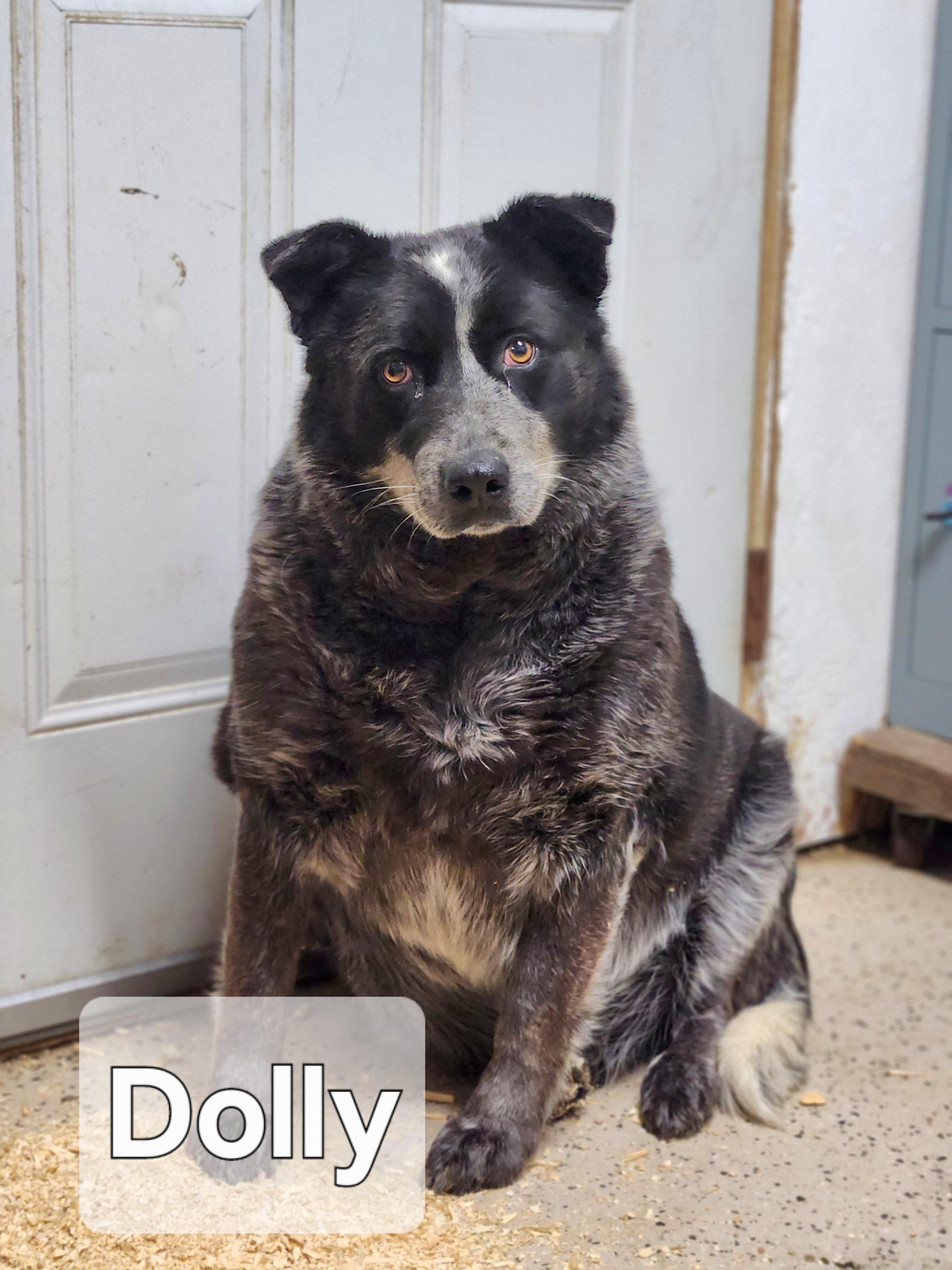 Enlarge Dolly, a Adoptable Australian Cattle Dog / Blue Heeler in Walthill, NE image 1/1