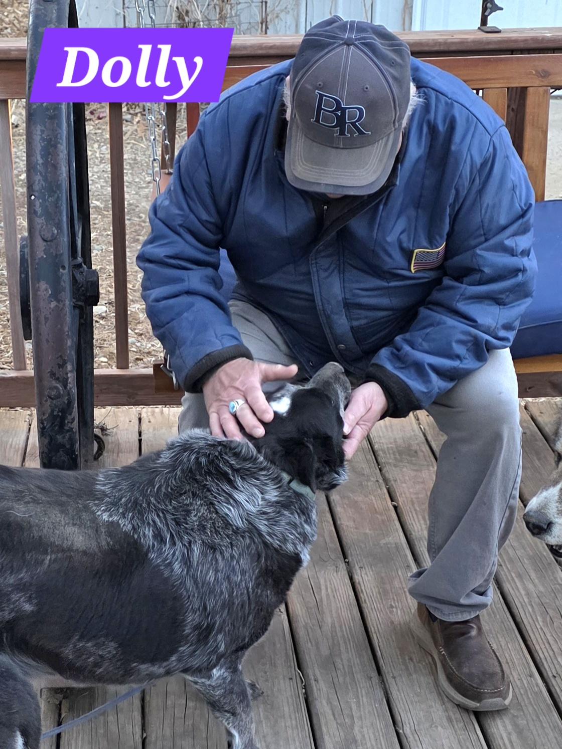 Enlarge Dolly, a Adoptable Australian Cattle Dog / Blue Heeler in Walthill, NE image 2/3