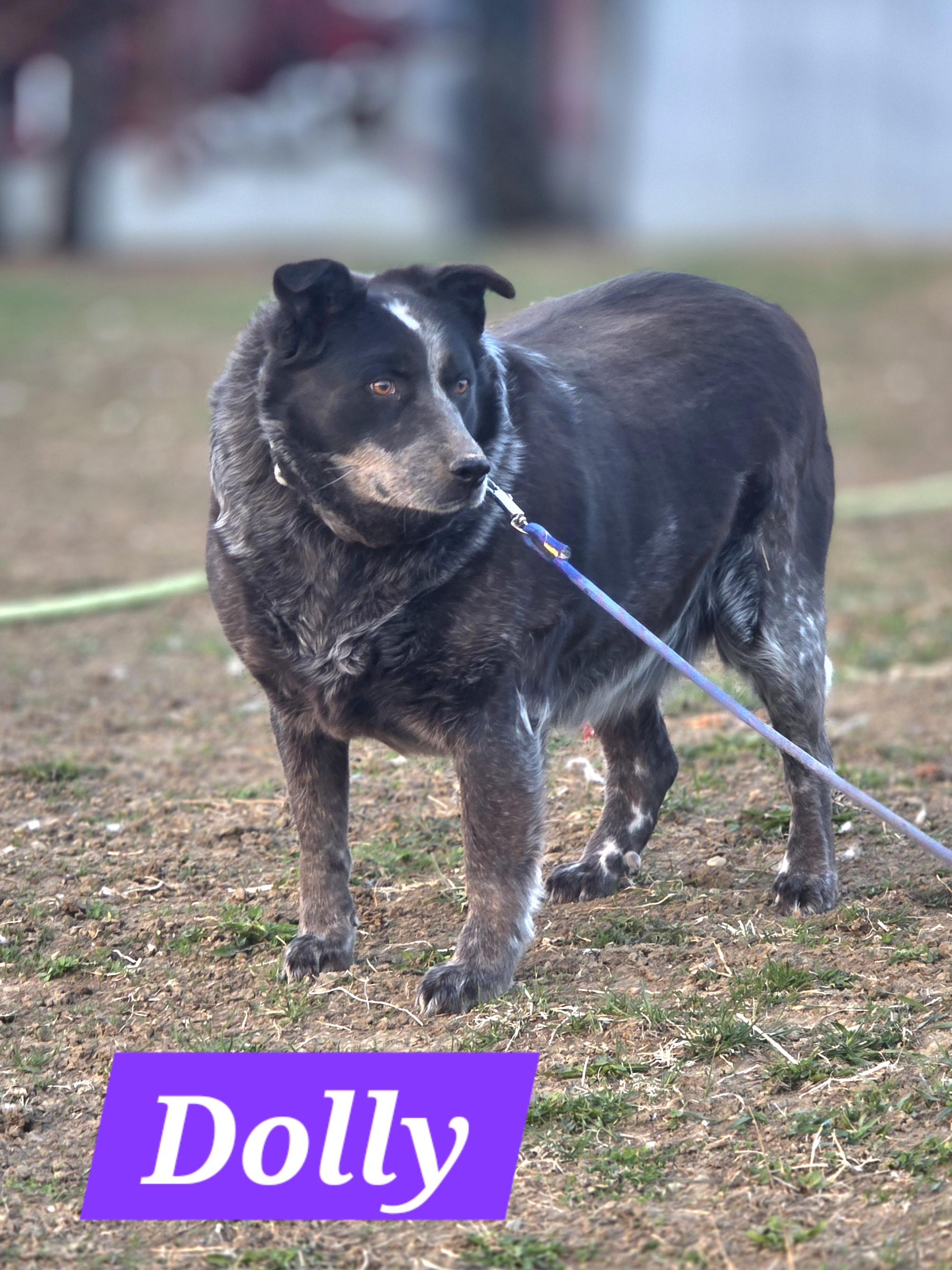 Dolly, Adoptable, Senior Female Australian Cattle Dog / Blue Heeler.