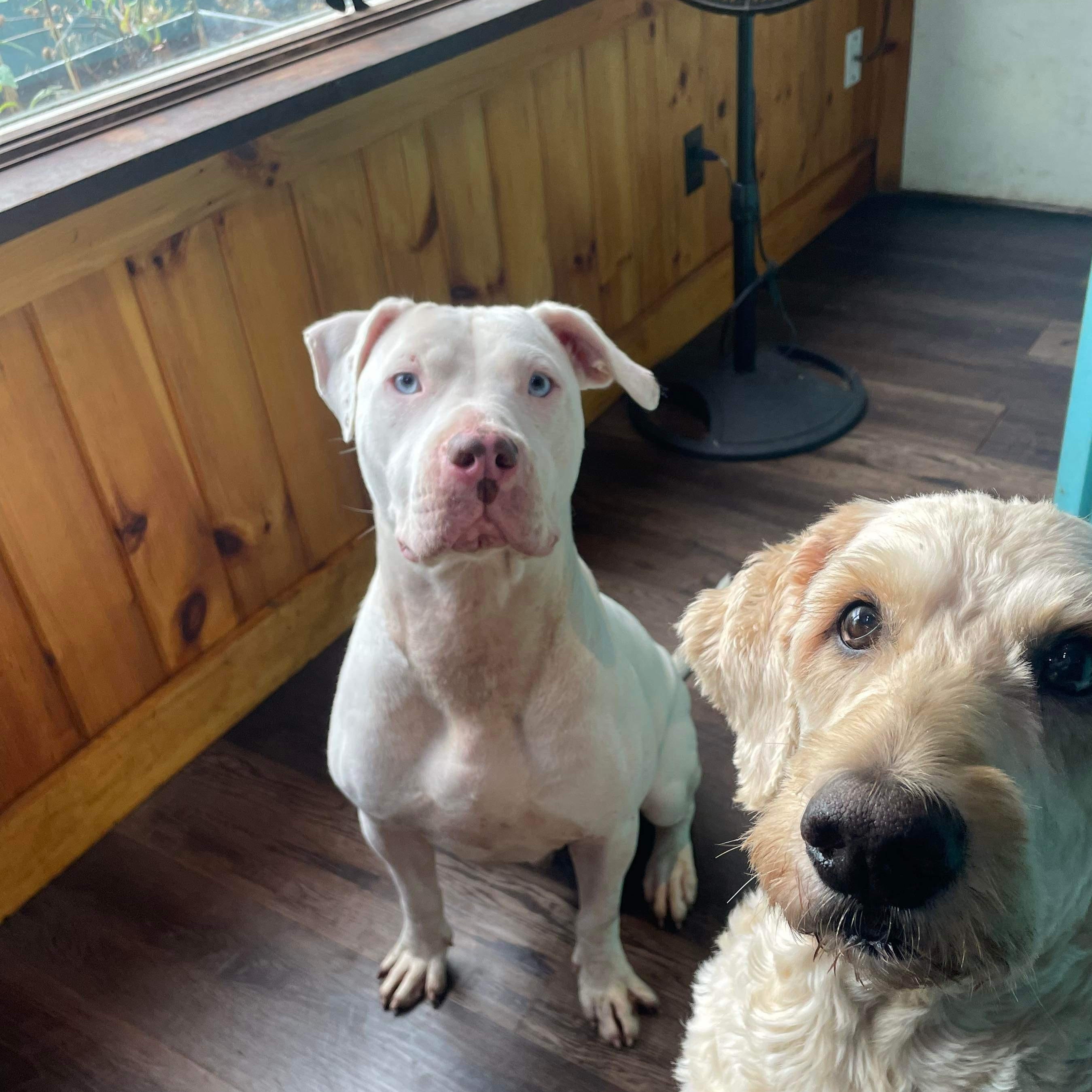 Stevie, a Adoptable mixed breed in Bridgton, ME image 1/4