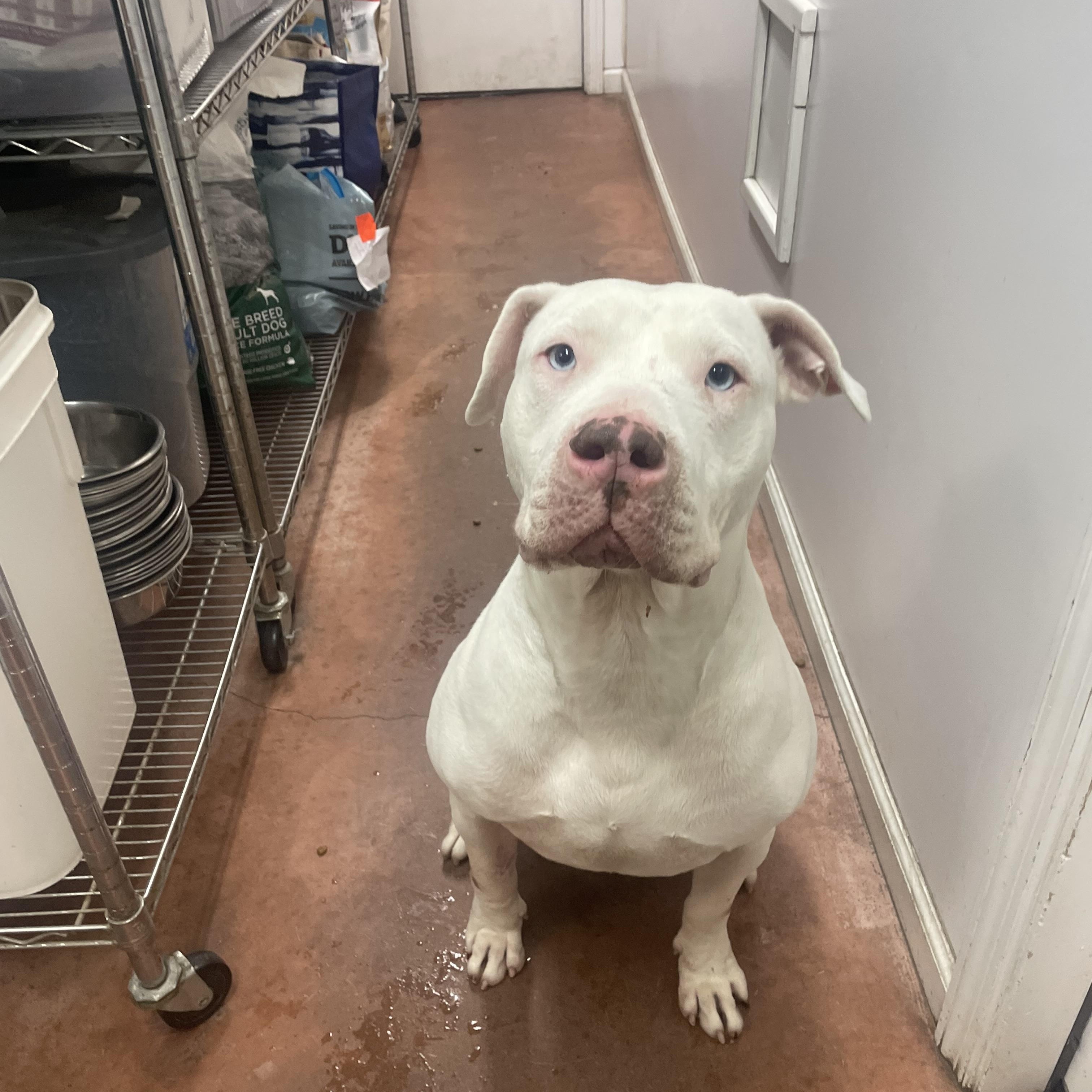 Stevie, a Adoptable mixed breed in Bridgton, ME image 2/4