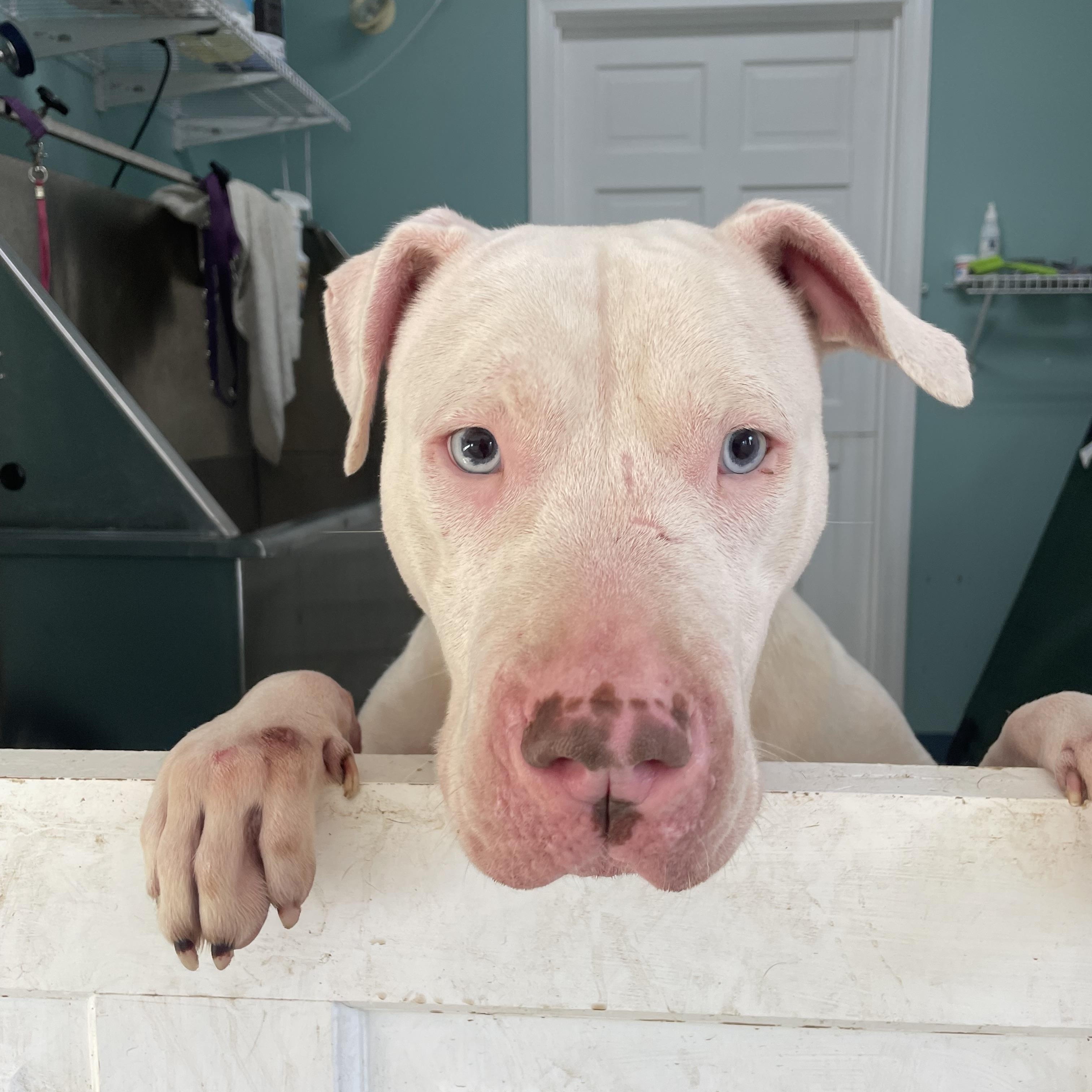 Stevie, a Adoptable mixed breed in Bridgton, ME image 3/4