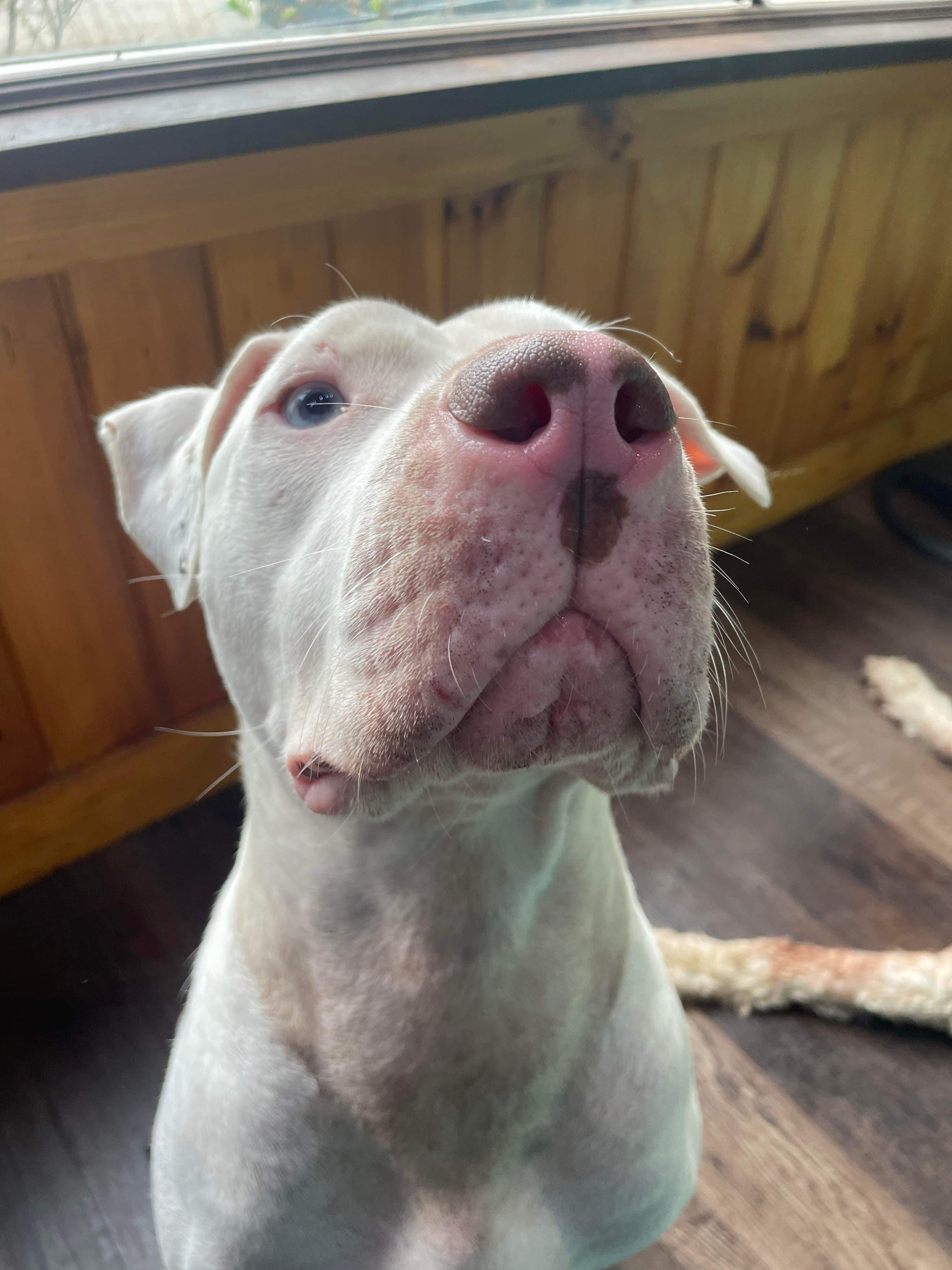 Stevie, a Adoptable mixed breed in Bridgton, ME image 4/4