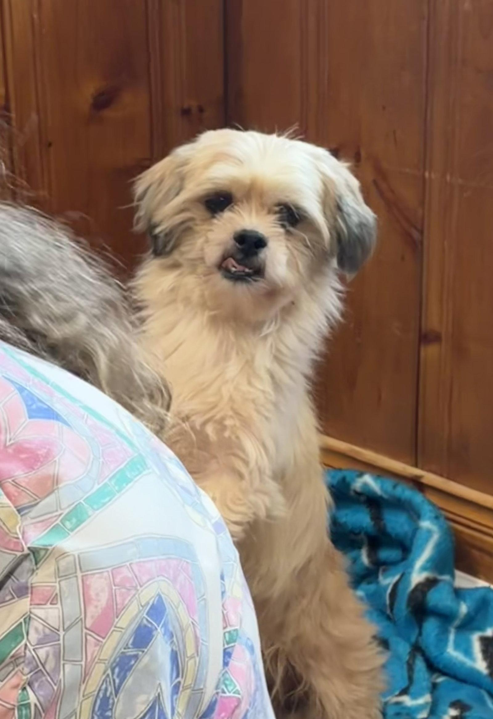 Fiyero, Adopted, Young Male Shih Tzu.
