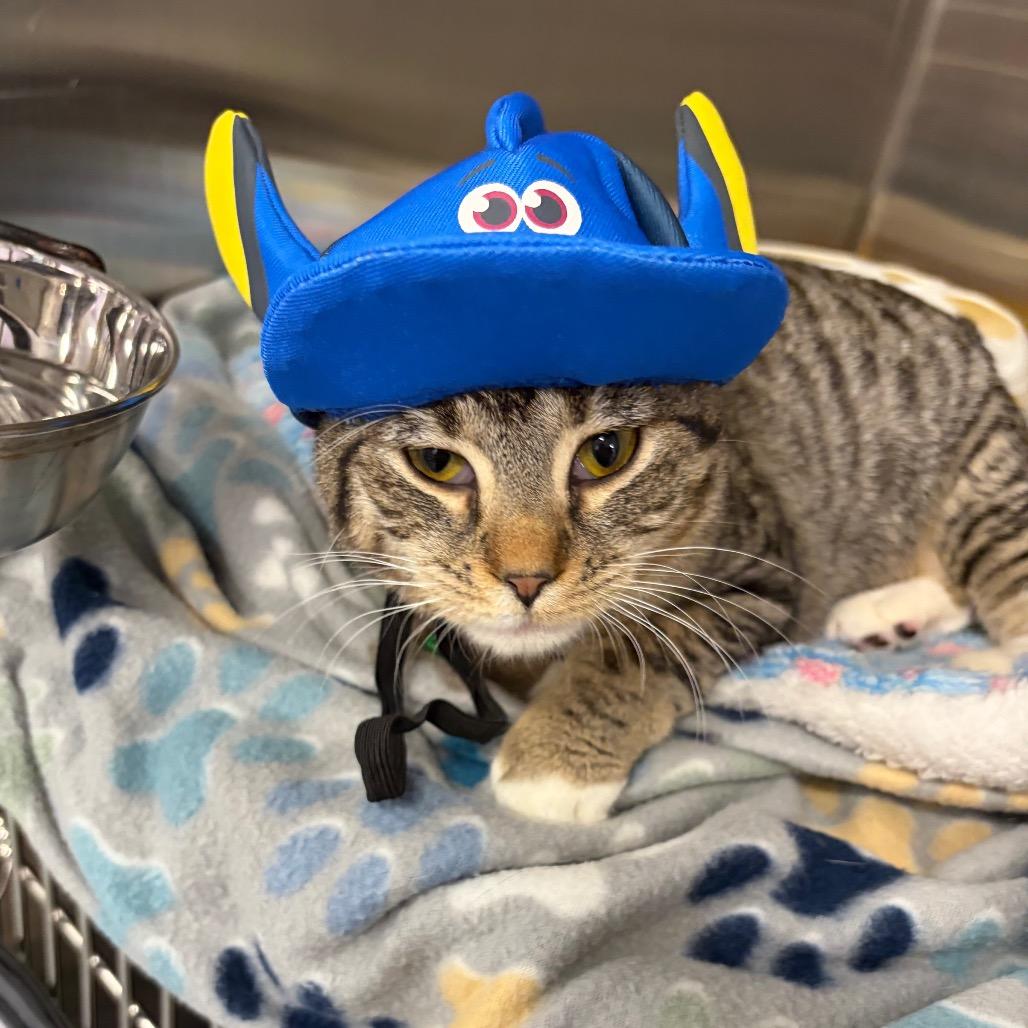Pontiac, Adoptable, Kitten Female Domestic Short Hair & Mixed Breed.