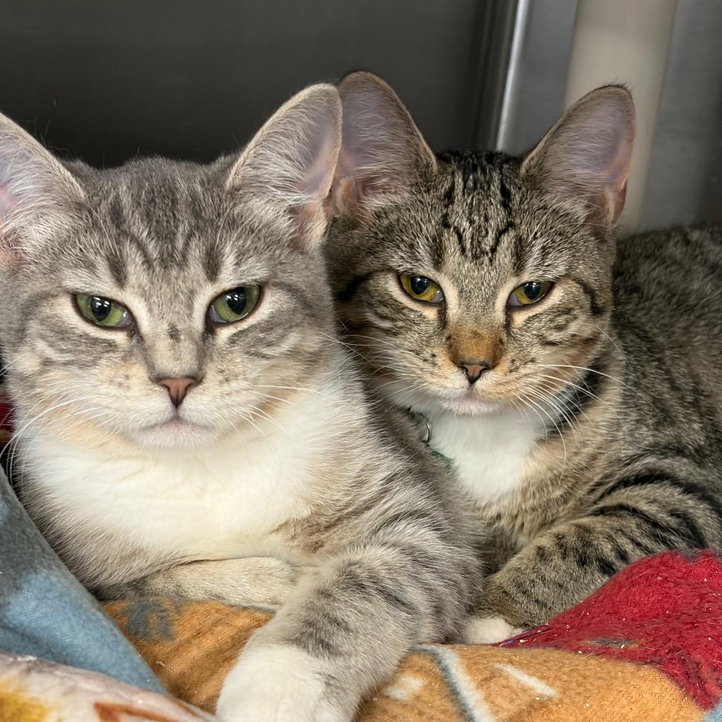 Pontiac, Adoptable, Kitten Female Domestic Short Hair & Mixed Breed.