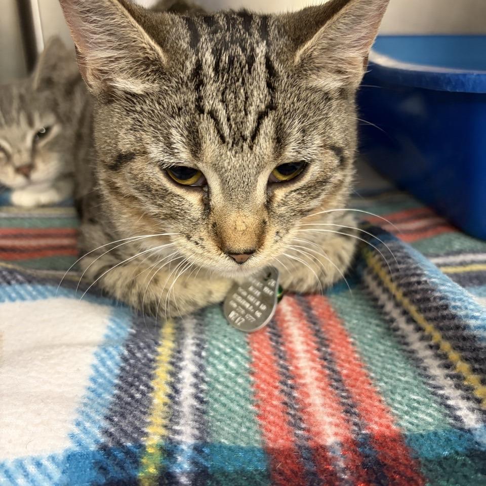 Enlarge Pontiac, a Adoptable mixed breed in Ashtabula, OH image 2/2