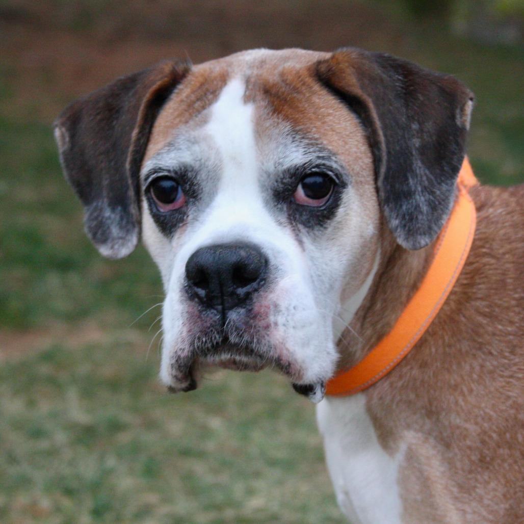 Princess, Adoptable, Senior Female Boxer.