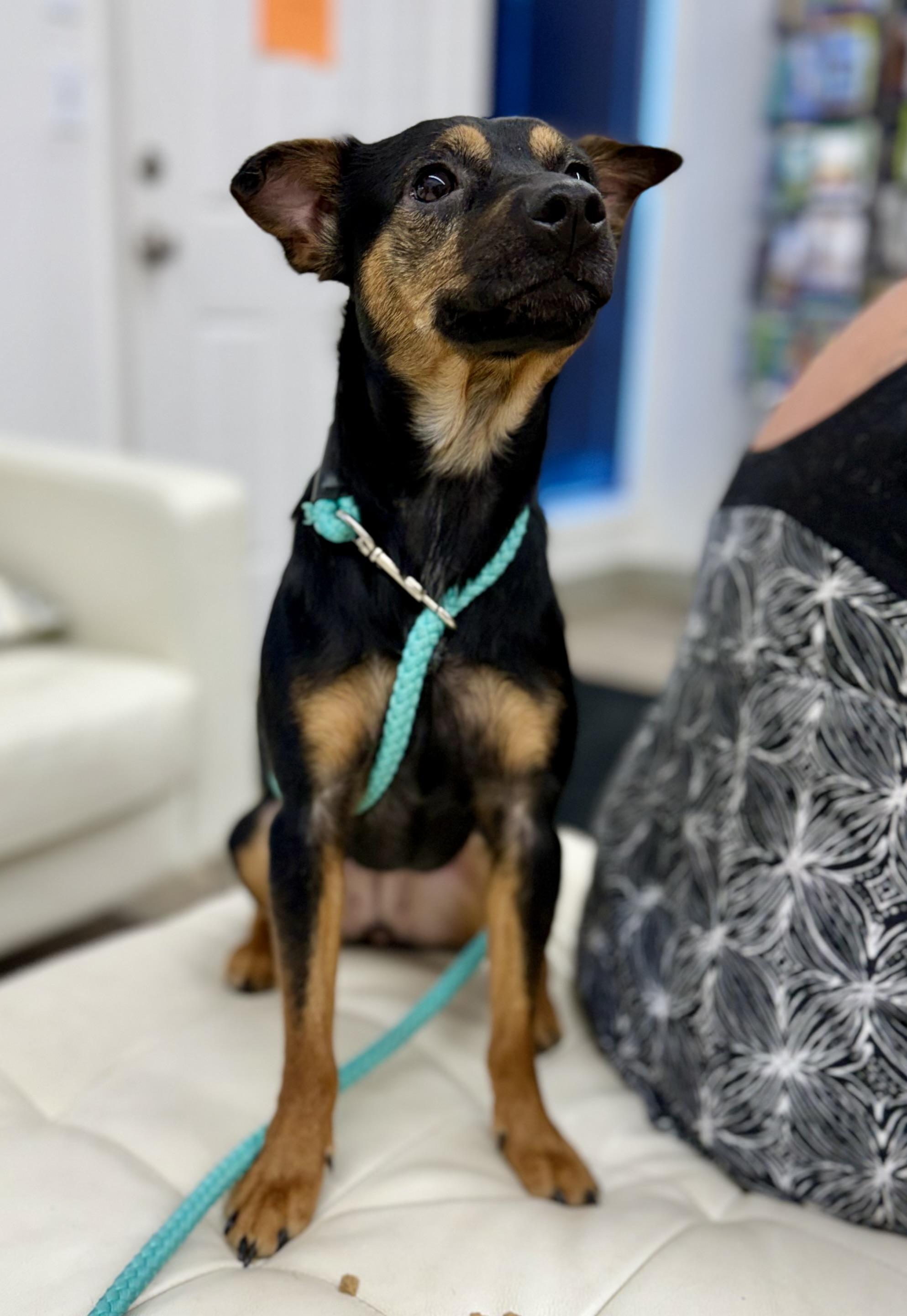 Ruckus — thumbnail 3