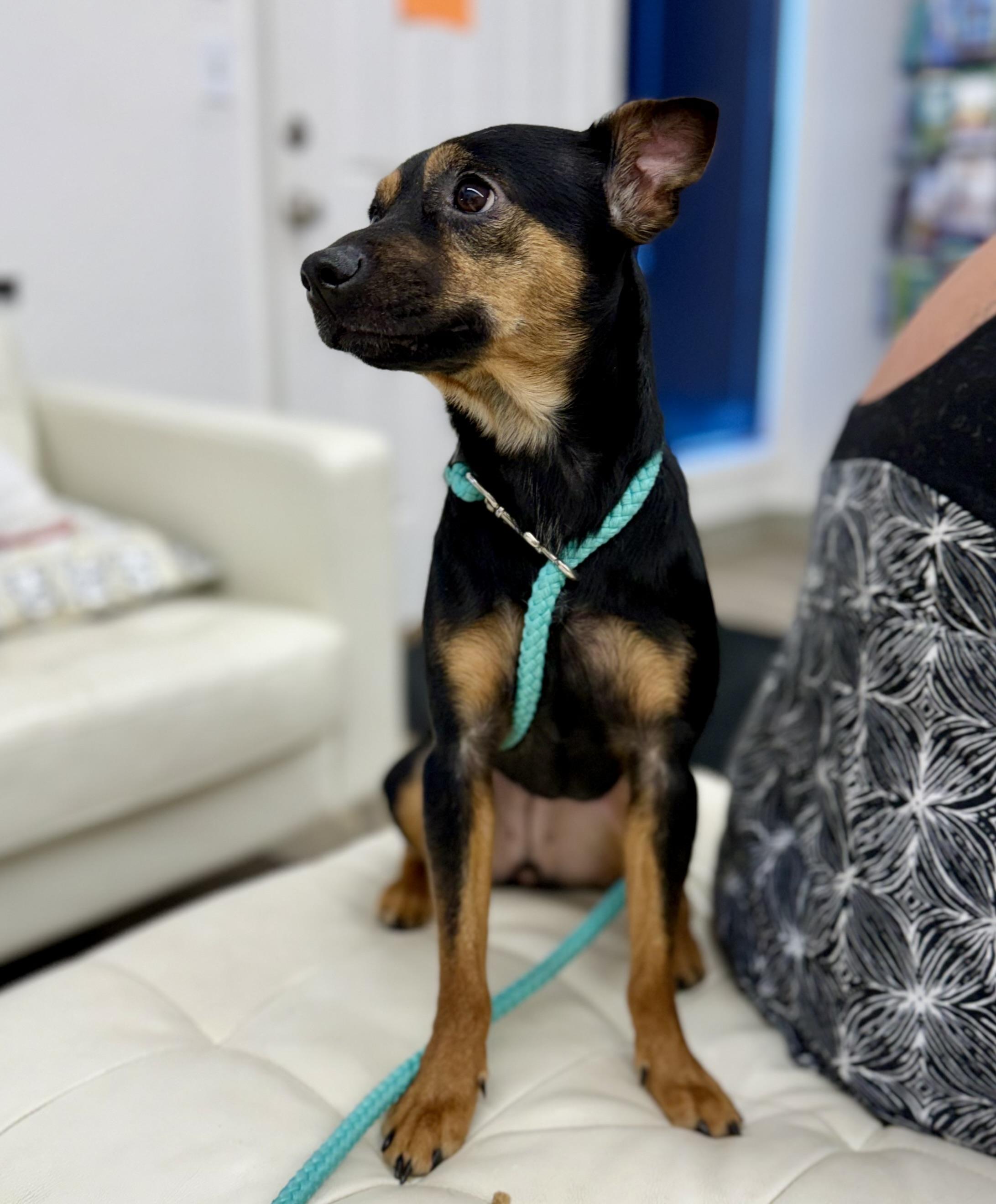 Ruckus — thumbnail 4