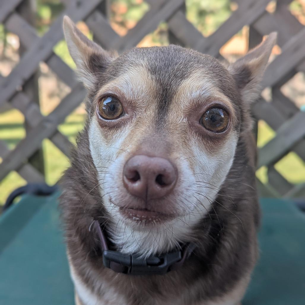 Guy Smiley, Adoptable, Adult Male Chihuahua.