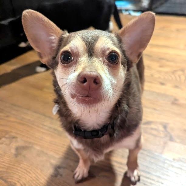 Enlarge Guy Smiley, a Adoptable Chihuahua in Romeoville, IL image 2/3