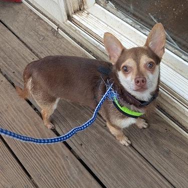 Enlarge Guy Smiley, a Adoptable Chihuahua in Romeoville, IL image 2/2