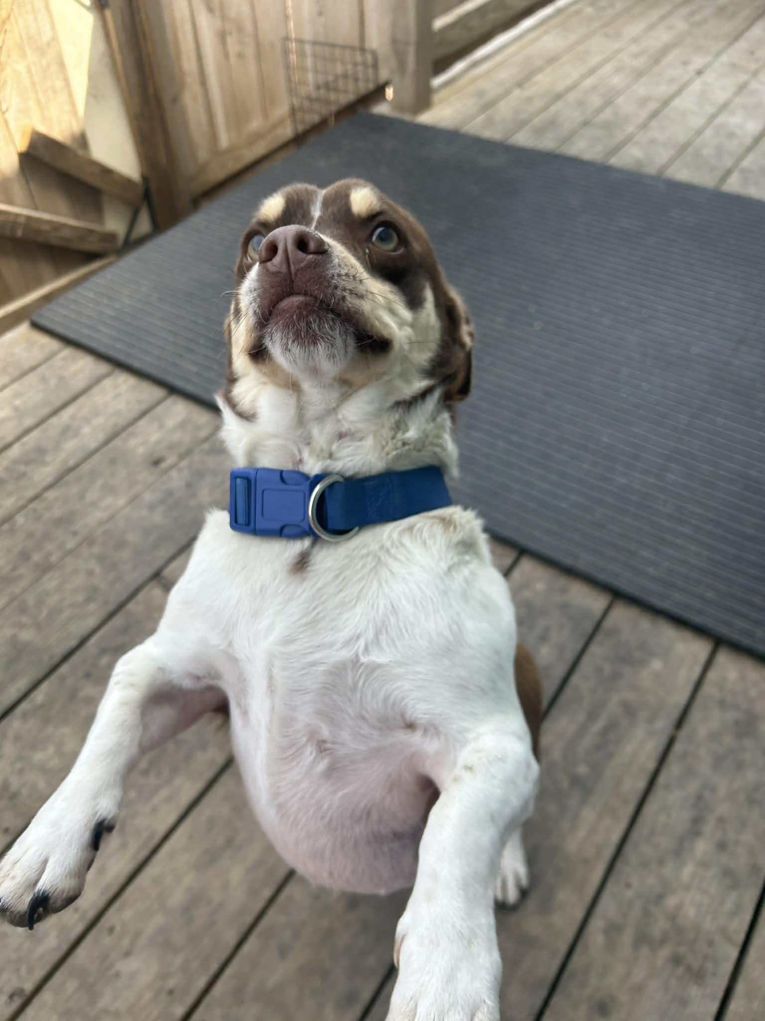 Enlarge Wabi Sabi, a Adopted mixed breed in Kansas City, MO image 1/2