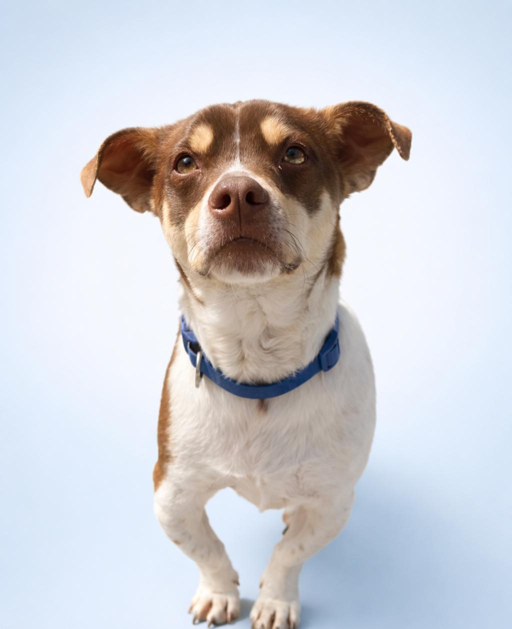 Enlarge Wabi Sabi, a Adopted mixed breed in Kansas City, MO image 2/2