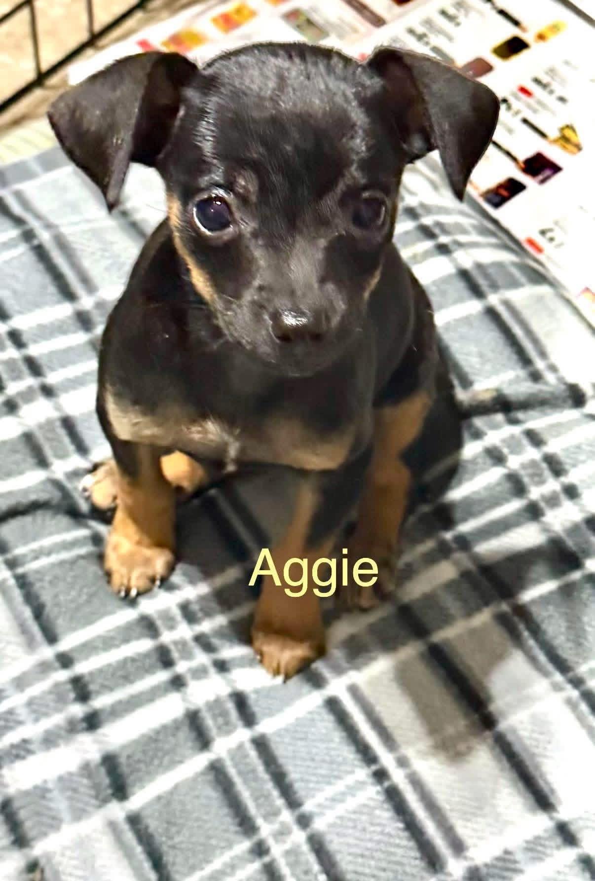 Aggie, adopted, Puppy Female Chihuahua.
