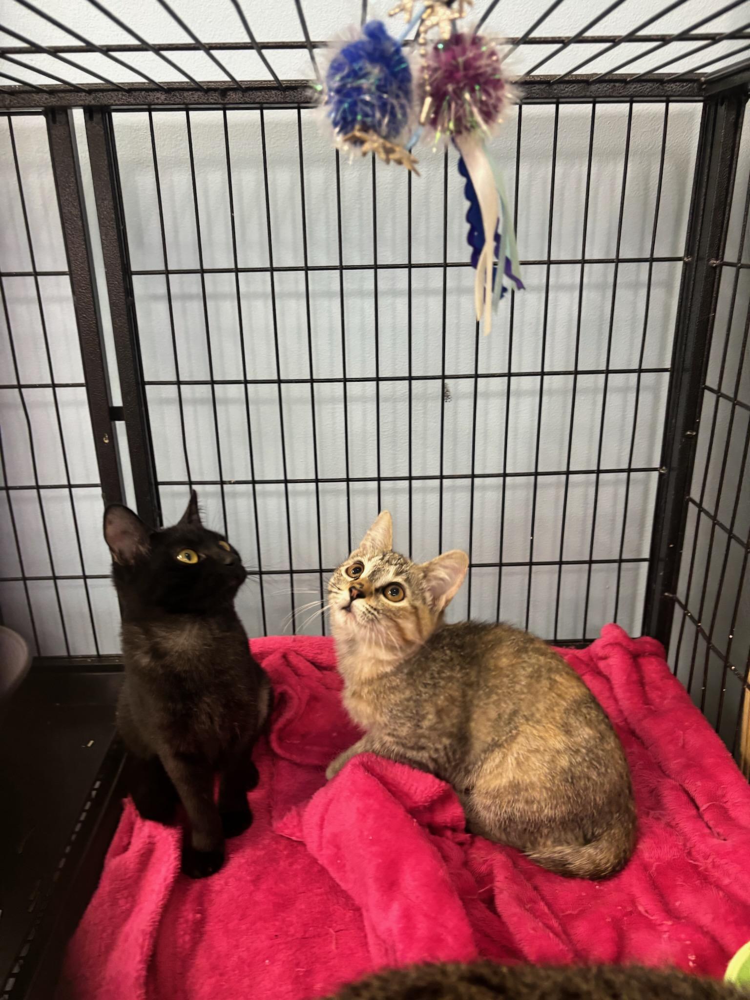 Enlarge Tuna, a Adopted Domestic Short Hair in chino, CA image 1/3