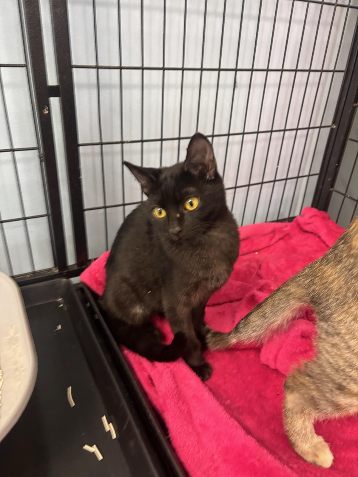 Enlarge Tuna, a Adopted Domestic Short Hair in chino, CA image 2/3