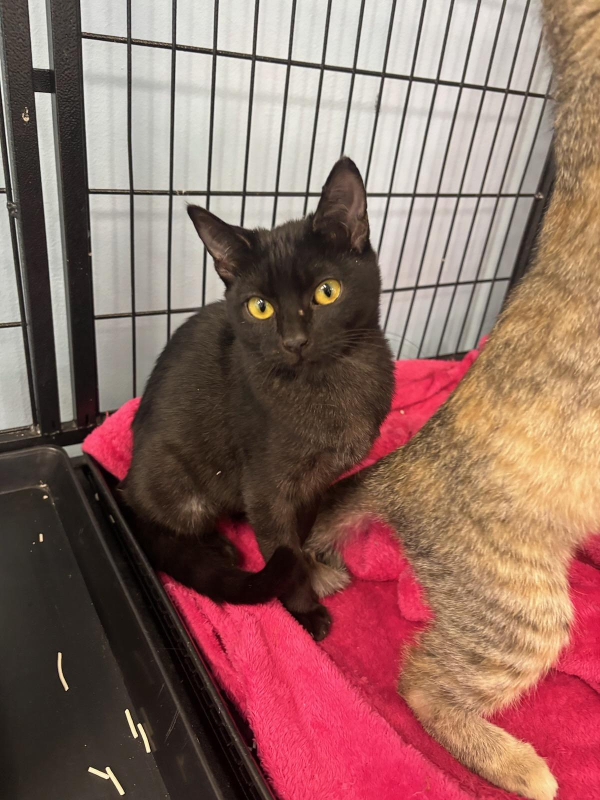 Enlarge Tuna, a Adopted Domestic Short Hair in chino, CA image 3/3