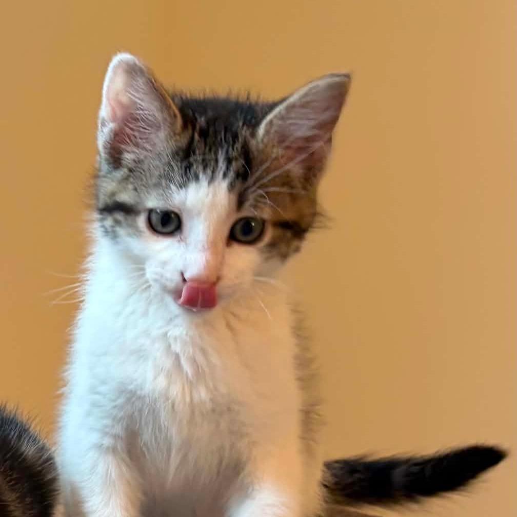 Woody, Adoptable, Kitten Male Domestic Short Hair.