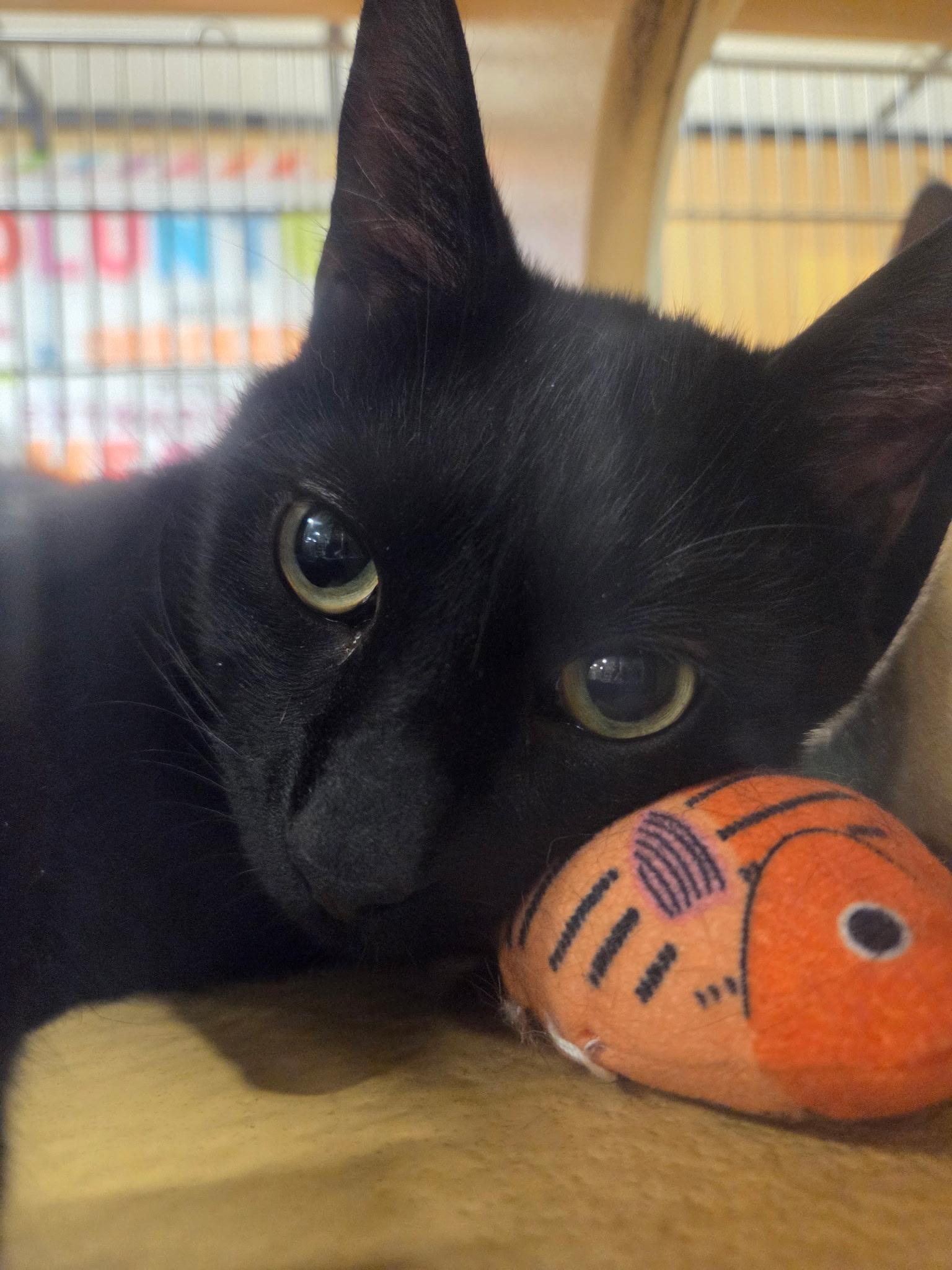 Enlarge Tyler & Mia, a ADOPTABLE Domestic Short Hair in Syracuse, NY image 5/6