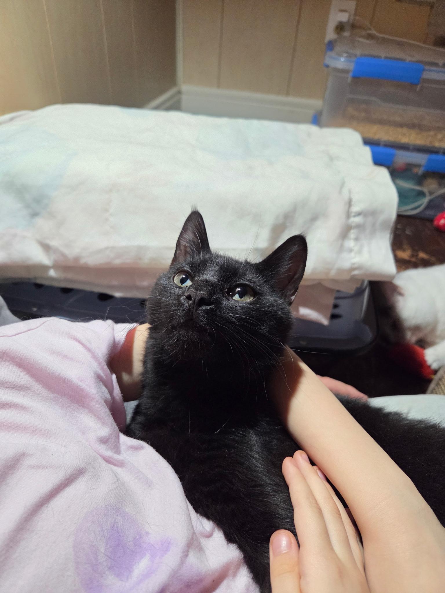 Enlarge Tyler & Mia, a ADOPTABLE Domestic Short Hair in Syracuse, NY image 2/6