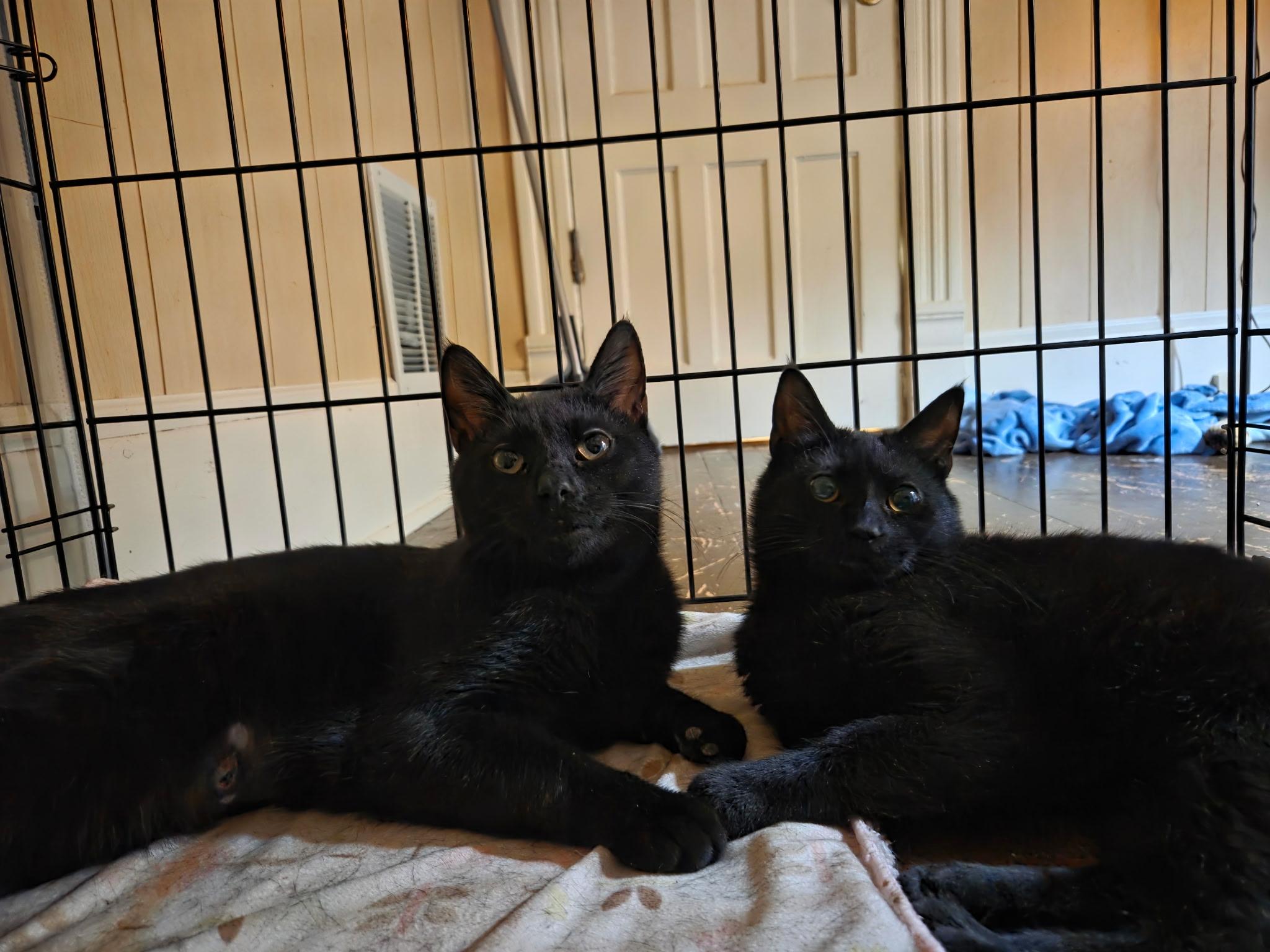 Enlarge Tyler & Mia, a ADOPTABLE Domestic Short Hair in Syracuse, NY image 4/6