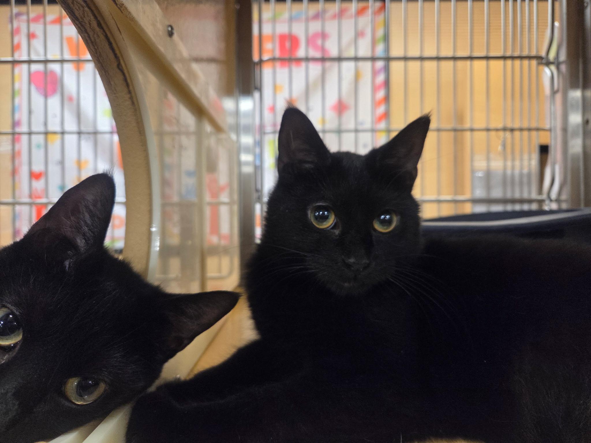 Enlarge Tyler & Mia, a ADOPTABLE Domestic Short Hair in Syracuse, NY image 1/6