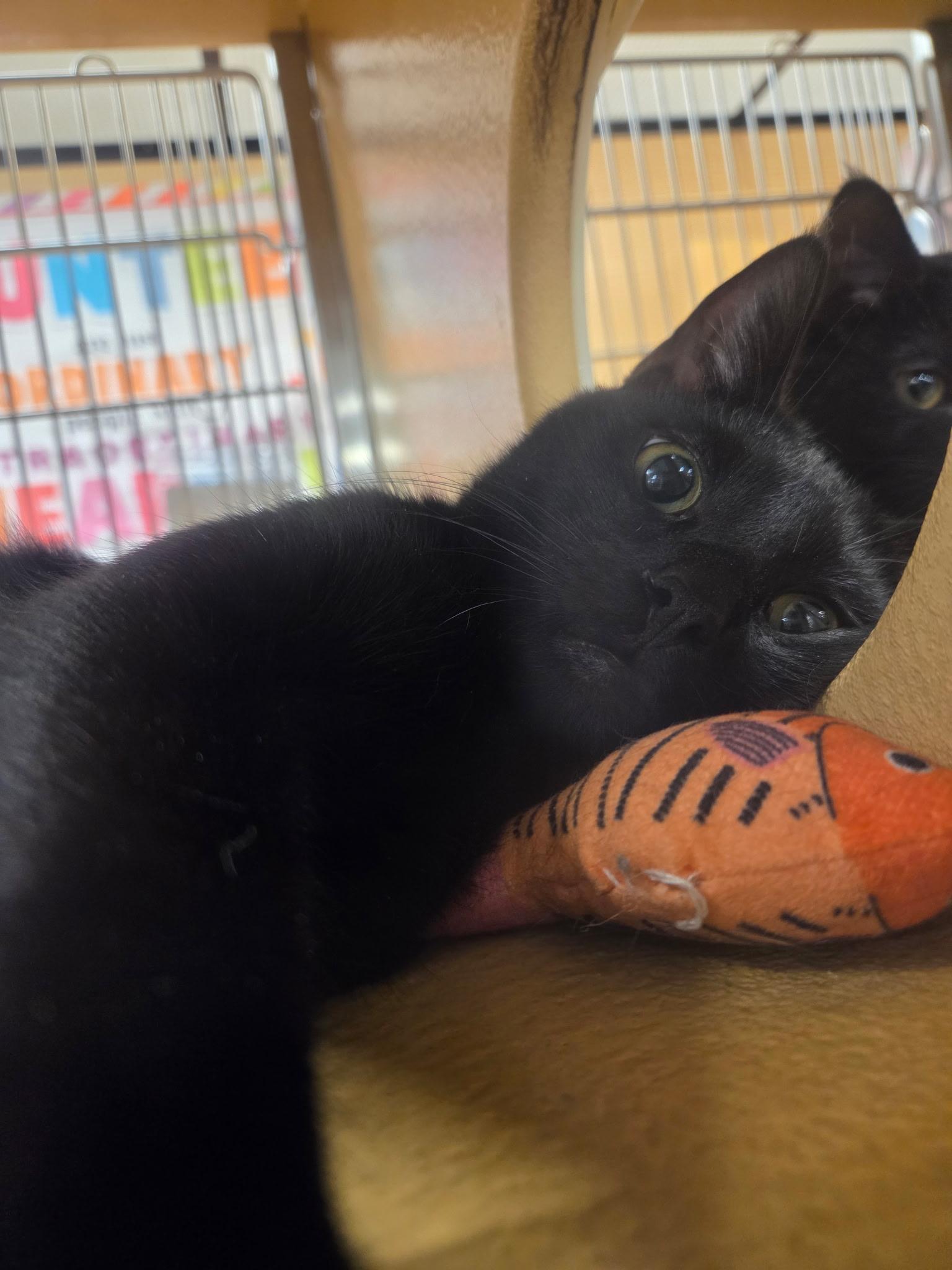 Enlarge Tyler & Mia, a ADOPTABLE Domestic Short Hair in Syracuse, NY image 6/6