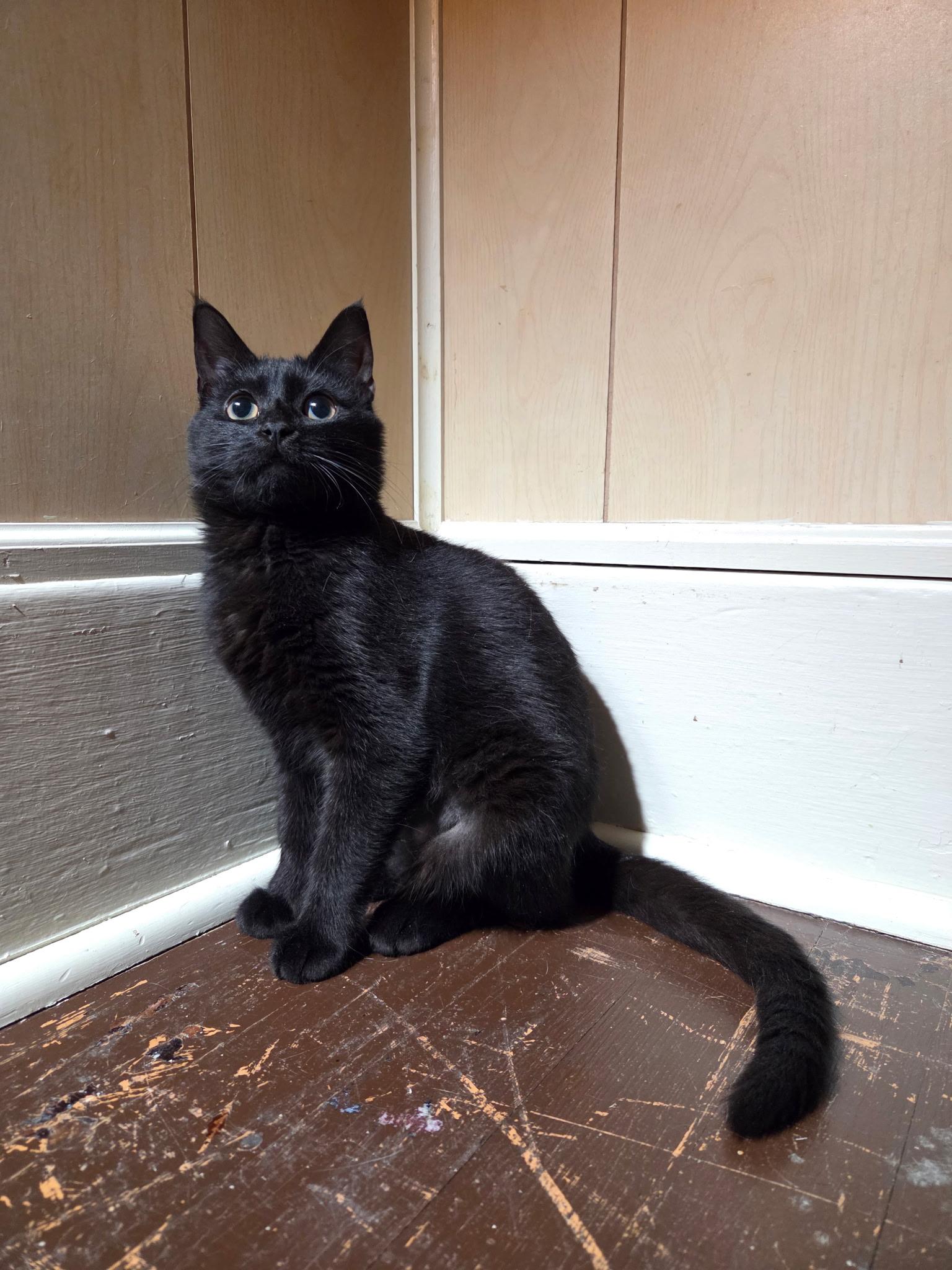 Enlarge Tyler & Mia, a ADOPTABLE Domestic Short Hair in Syracuse, NY image 3/6
