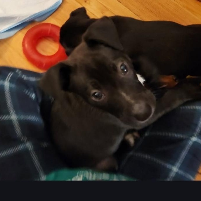 Enlarge Kerry, a ADOPTABLE mixed breed in Colonial Heights, VA image 1/1