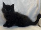 Coral, adopted, Young Male Domestic Medium Hair.
