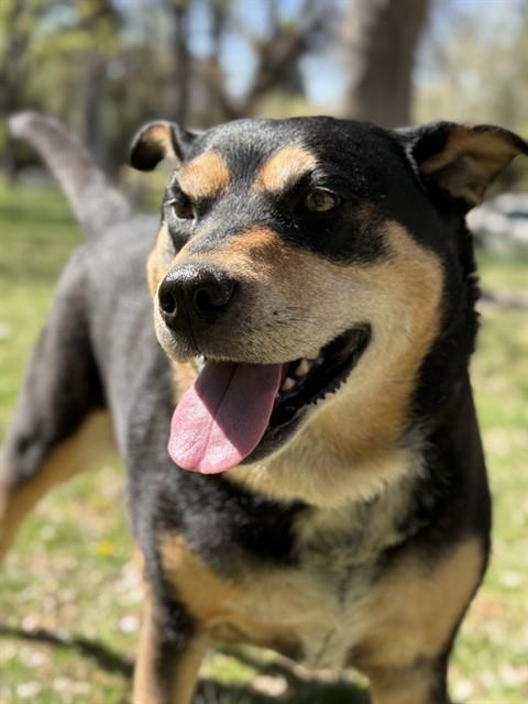 Enlarge BUGGY, a Adoptable mixed breed in Albuquerque, NM image 1/1
