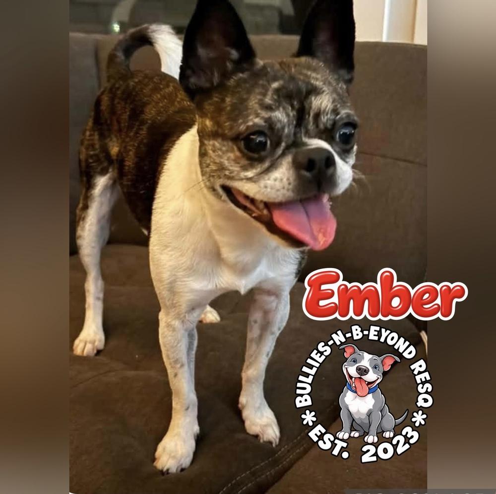 Enlarge Ember, a Adoptable mixed breed in Omaha, NE image 1/5