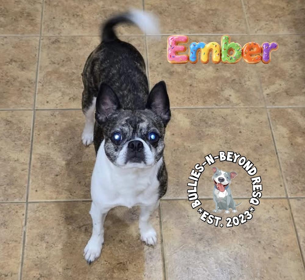 Enlarge Ember, a Adoptable mixed breed in Omaha, NE image 2/5