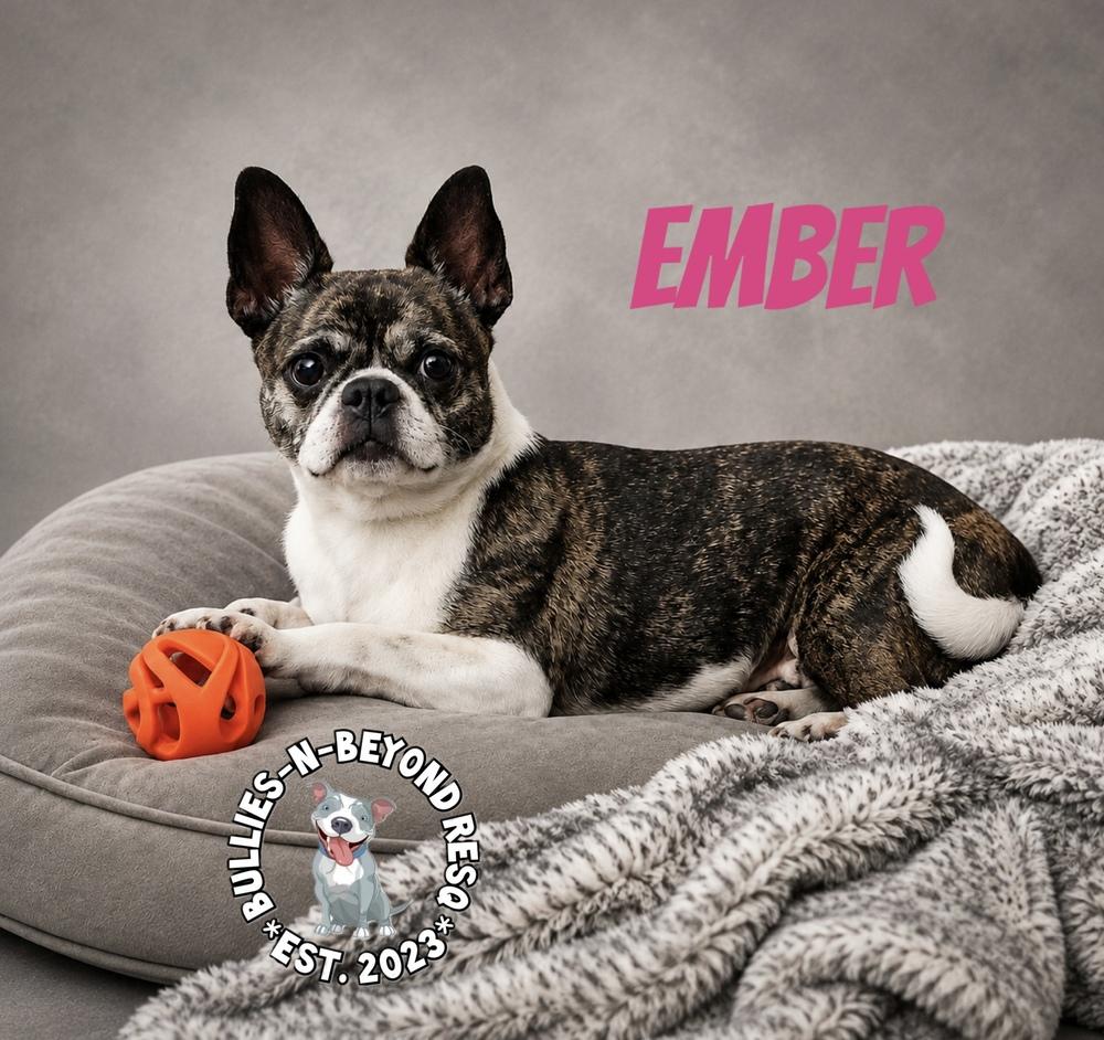 Enlarge Ember, a Adoptable mixed breed in Omaha, NE image 3/5