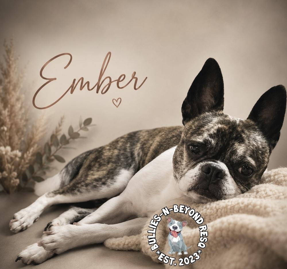 Enlarge Ember, a Adoptable mixed breed in Omaha, NE image 4/5
