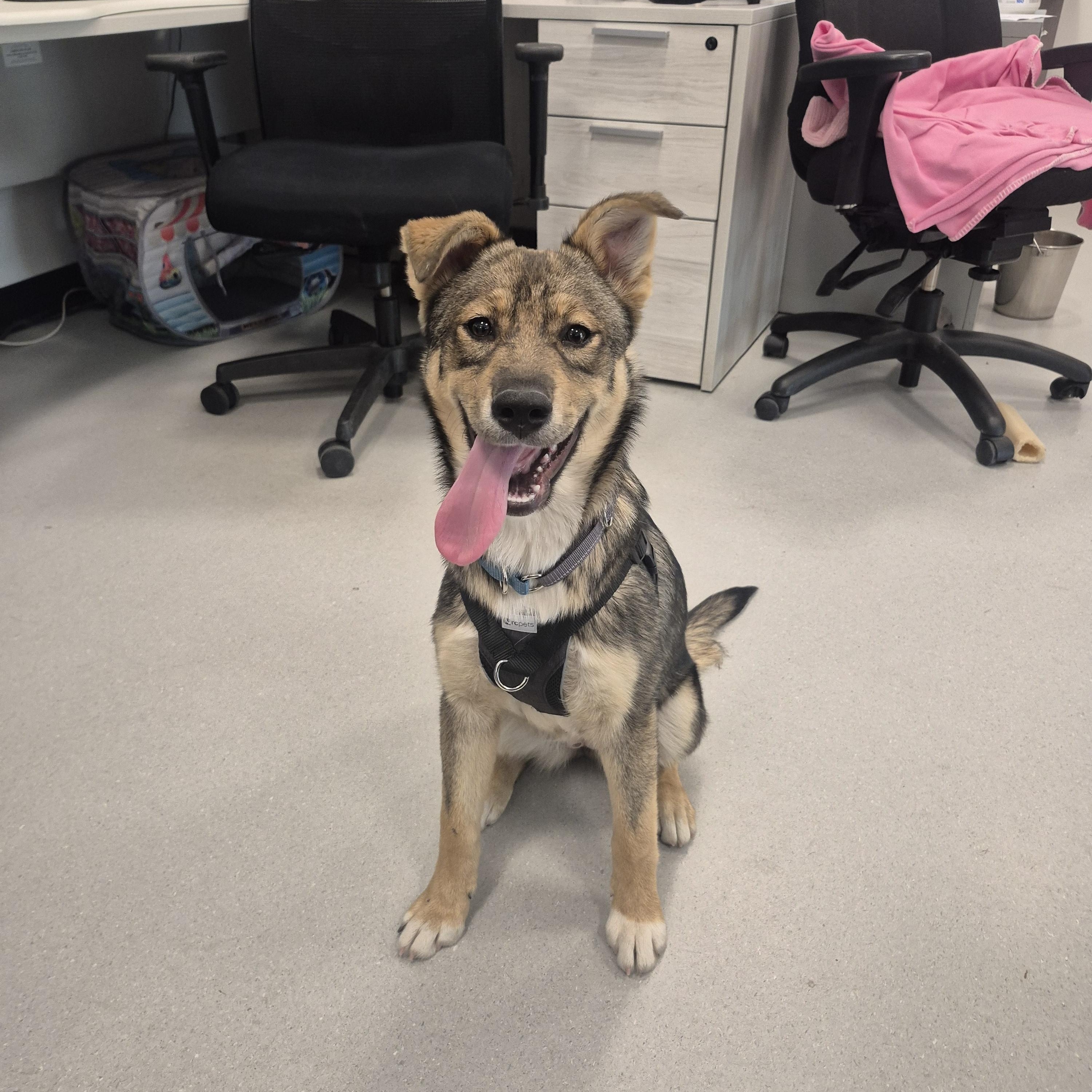 Frieda, a ADOPTABLE mixed breed in New Westminster, BC image 2/3