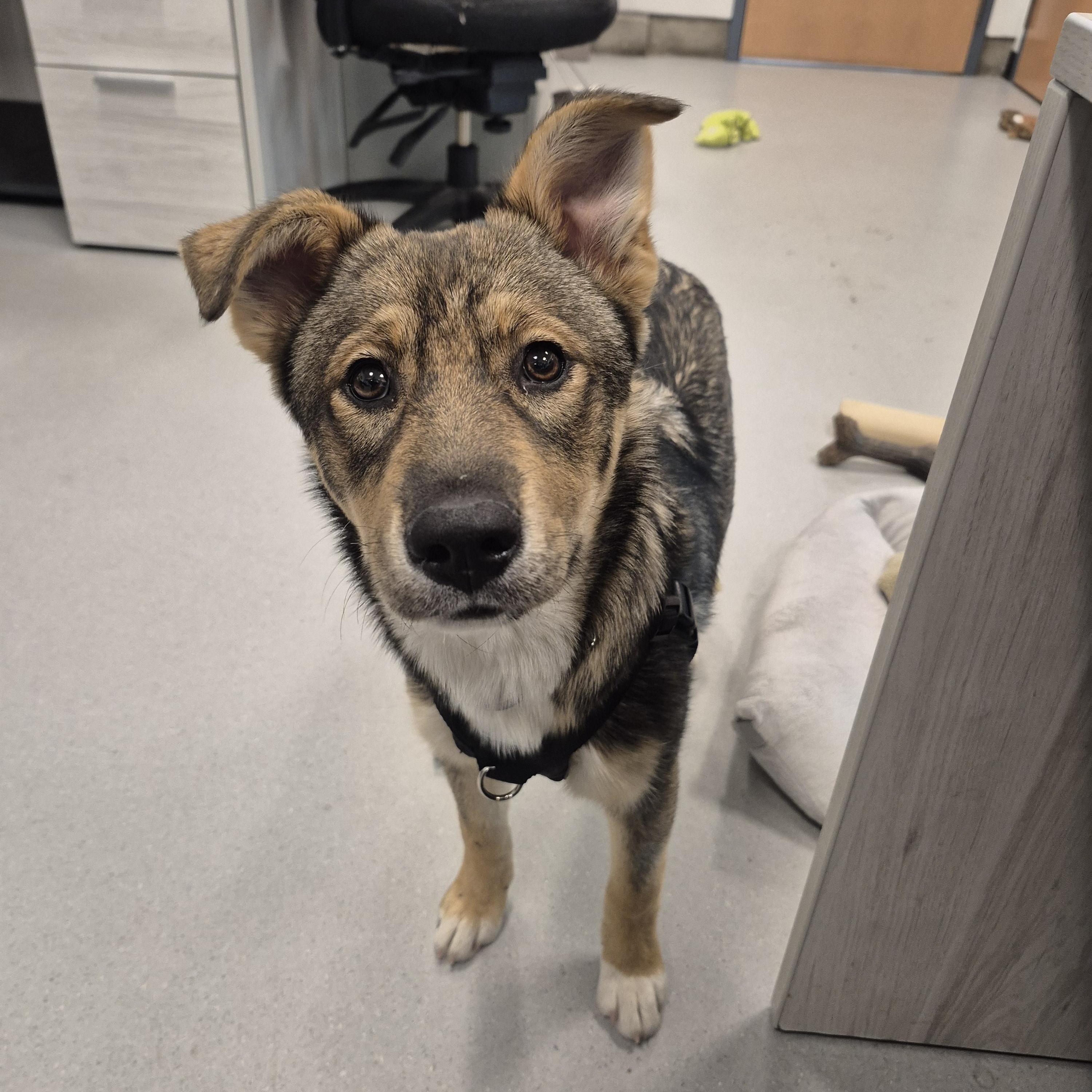 Frieda, ADOPTABLE, Puppy Female German Shepherd Dog & Husky.