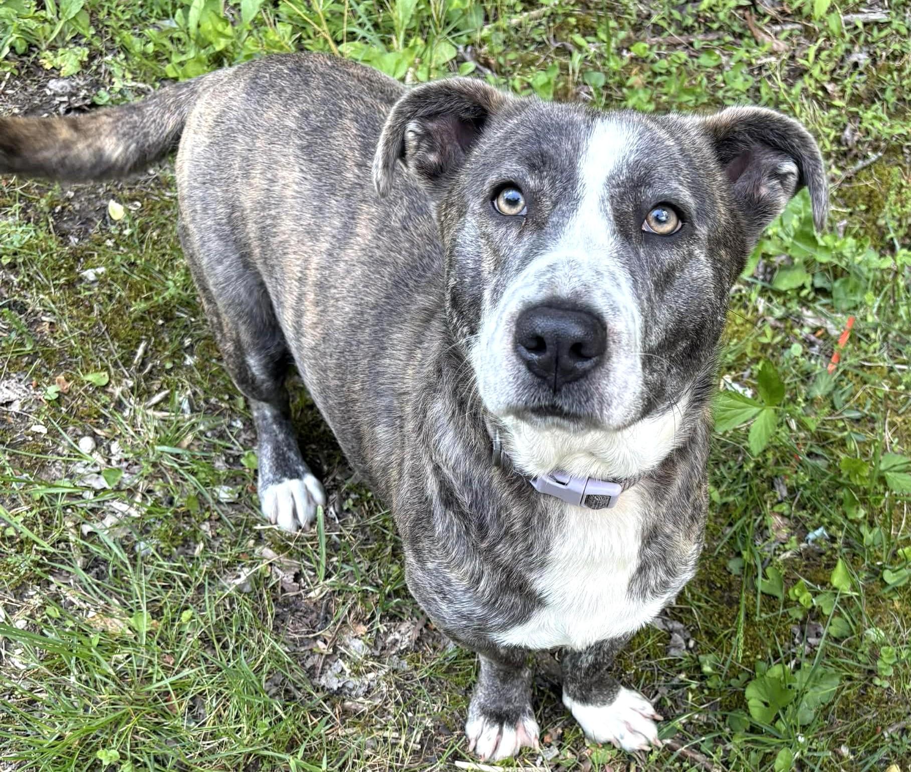 Enlarge Lola-Available! www.lhar.dog to apply! , a ADOPTABLE mixed breed in Frederick, MD image 4/6
