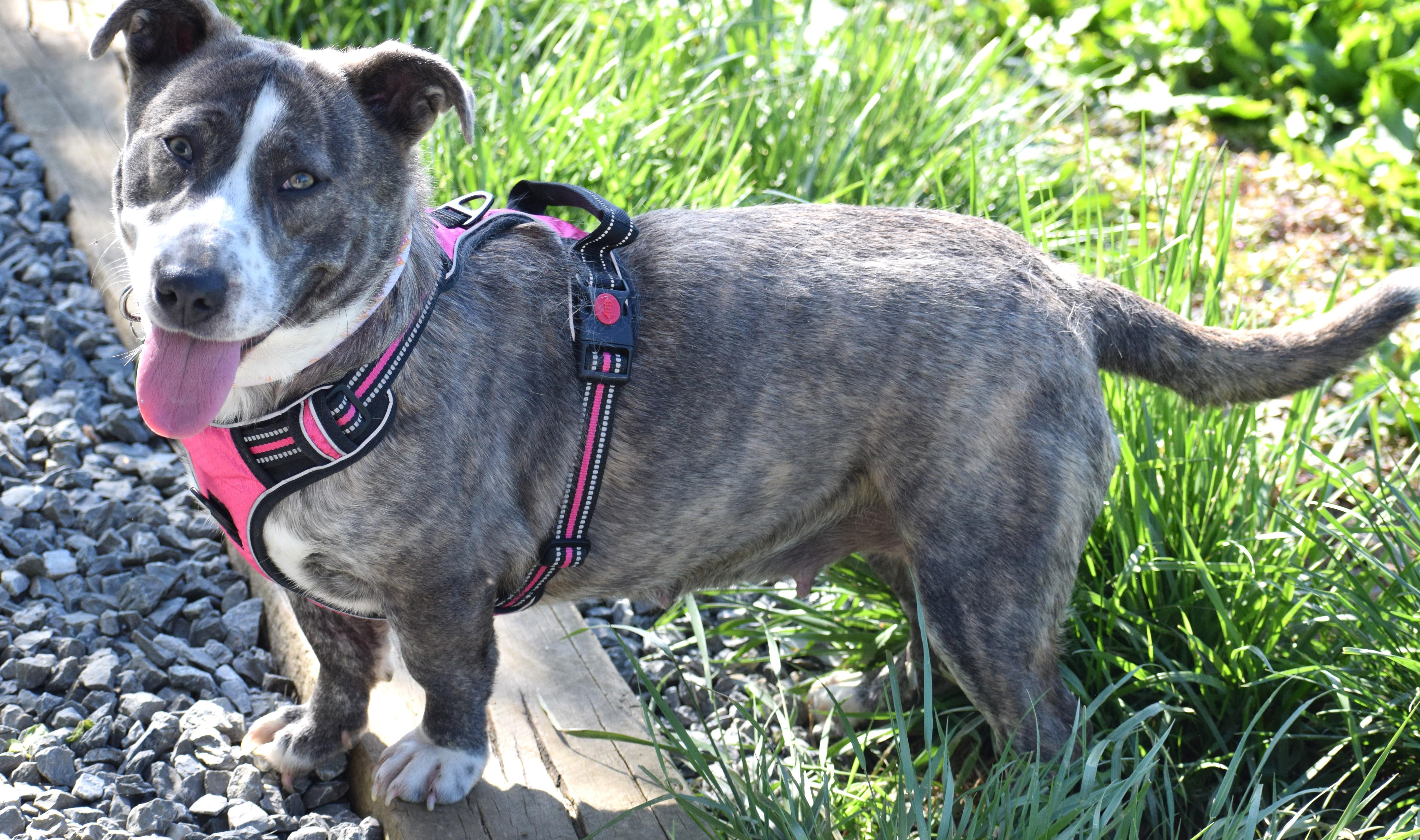 Enlarge Lola-Available! www.lhar.dog to apply! , a ADOPTABLE mixed breed in Frederick, MD image 6/6