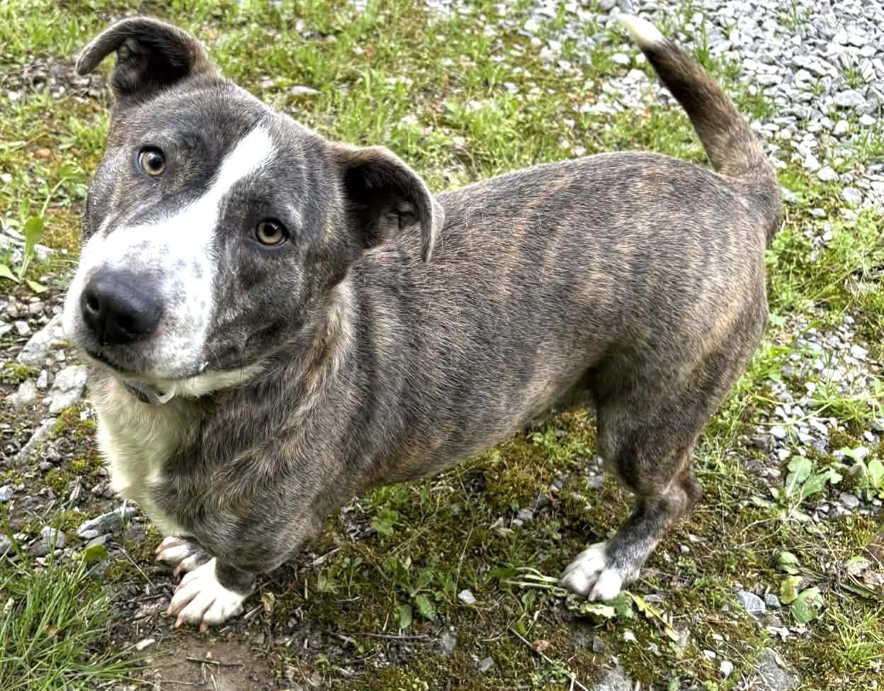 Enlarge Lola-Available! www.lhar.dog to apply! , a ADOPTABLE mixed breed in Frederick, MD image 3/6