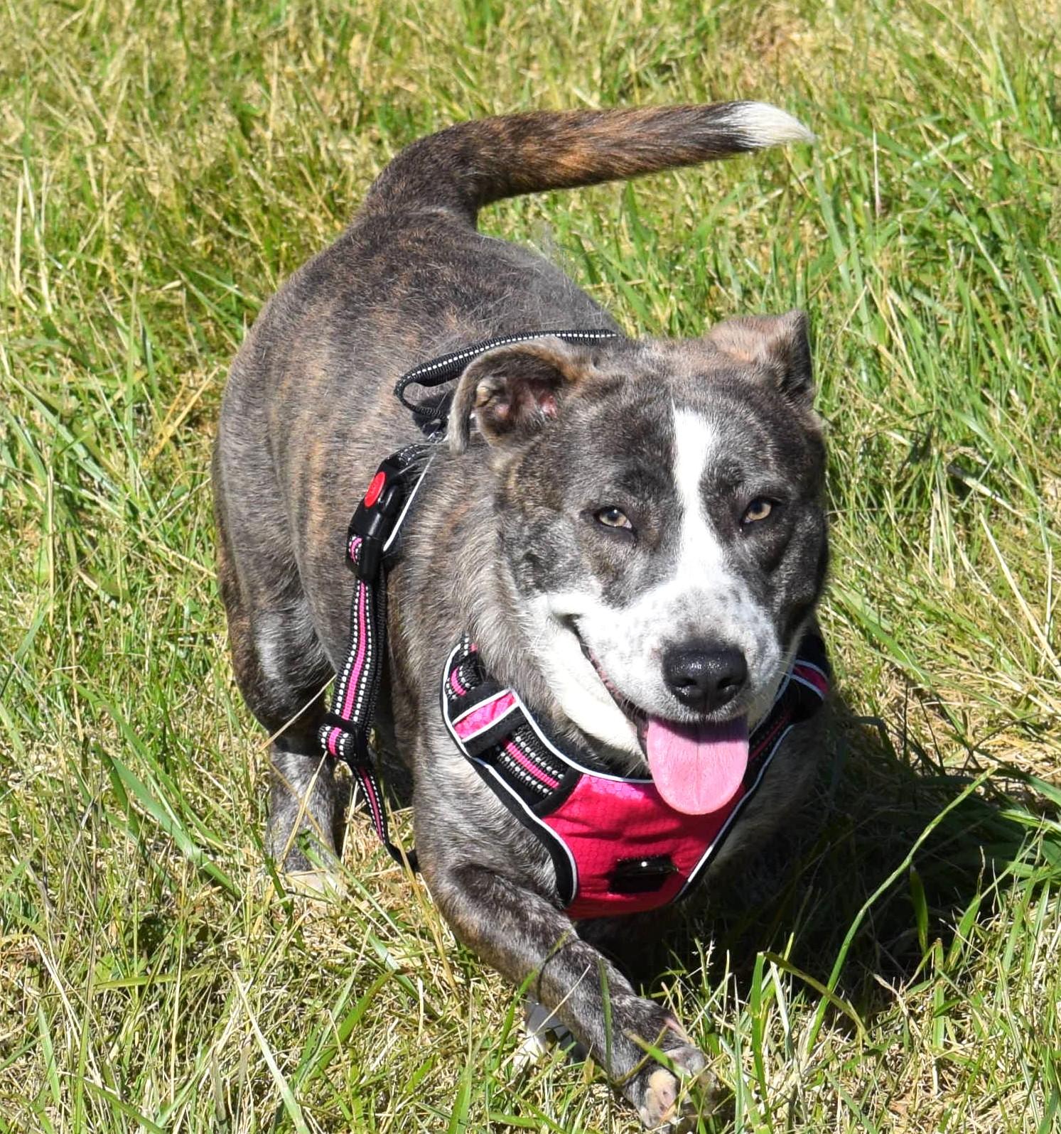 Enlarge Lola-Available! www.lhar.dog to apply! , a ADOPTABLE mixed breed in Frederick, MD image 2/6