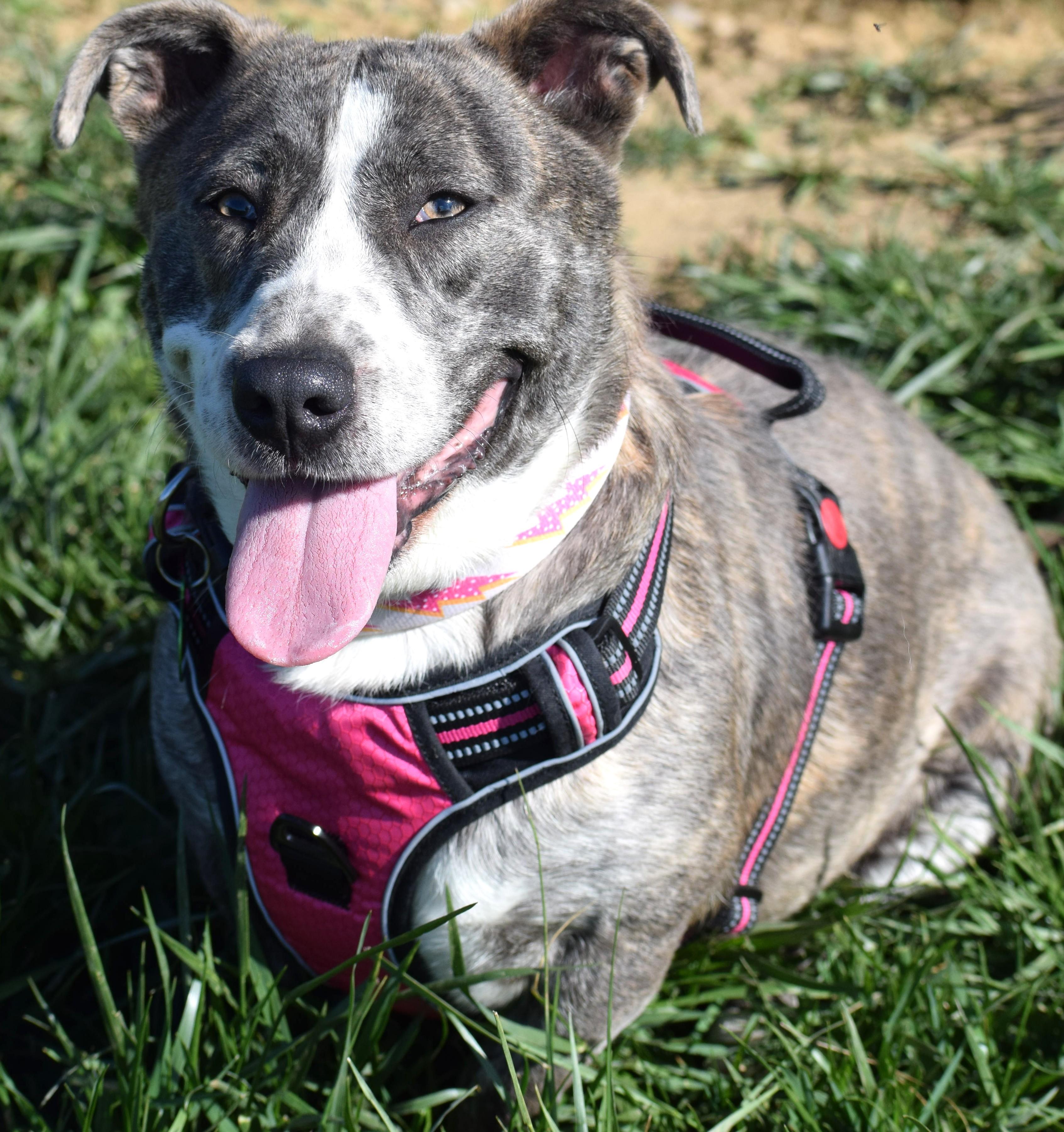 Lola-Available! www.lhar.dog to apply! , ADOPTABLE, Young Female Basset Hound & Terrier.