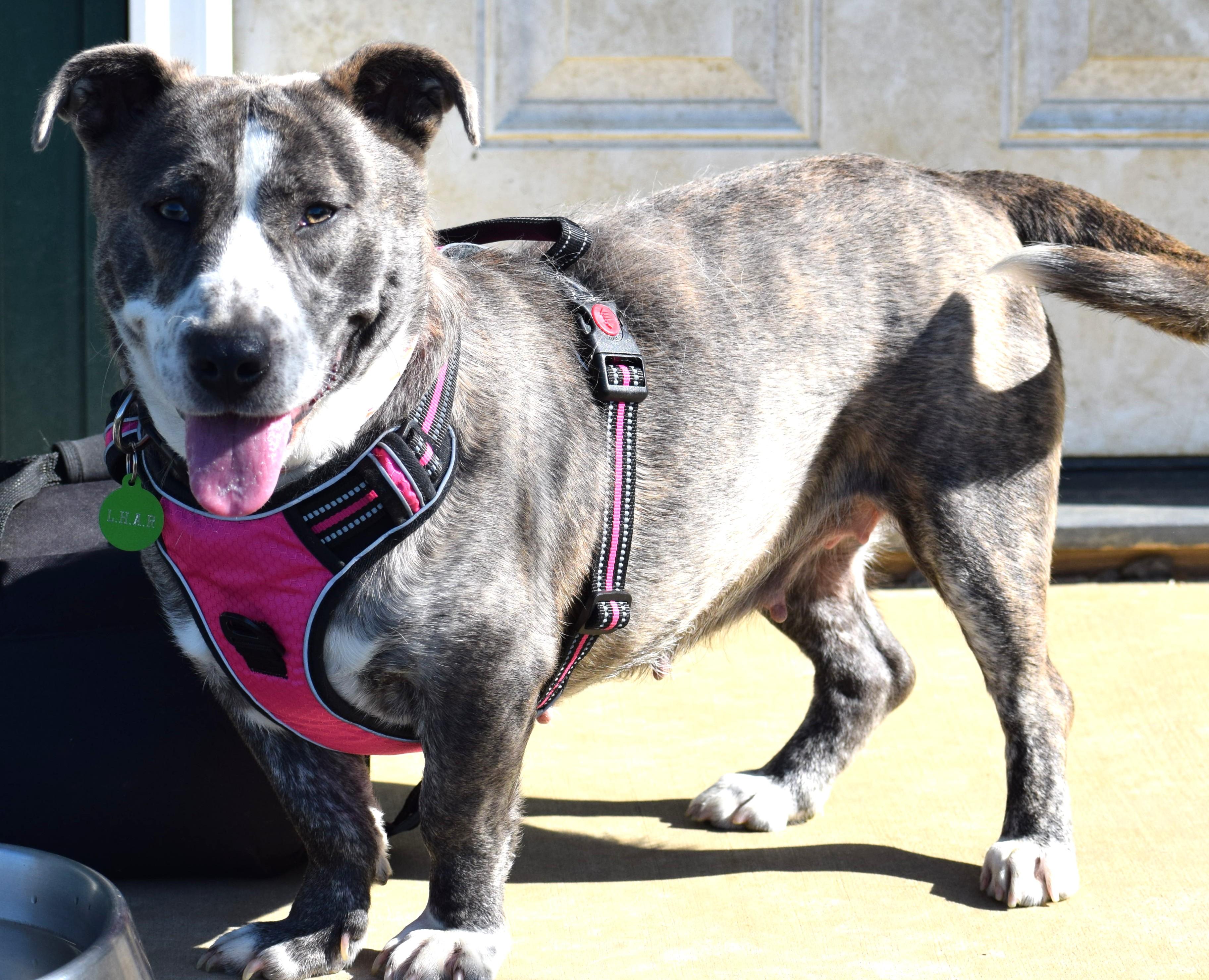 Enlarge Lola-Available! www.lhar.dog to apply! , a ADOPTABLE mixed breed in Frederick, MD image 5/6