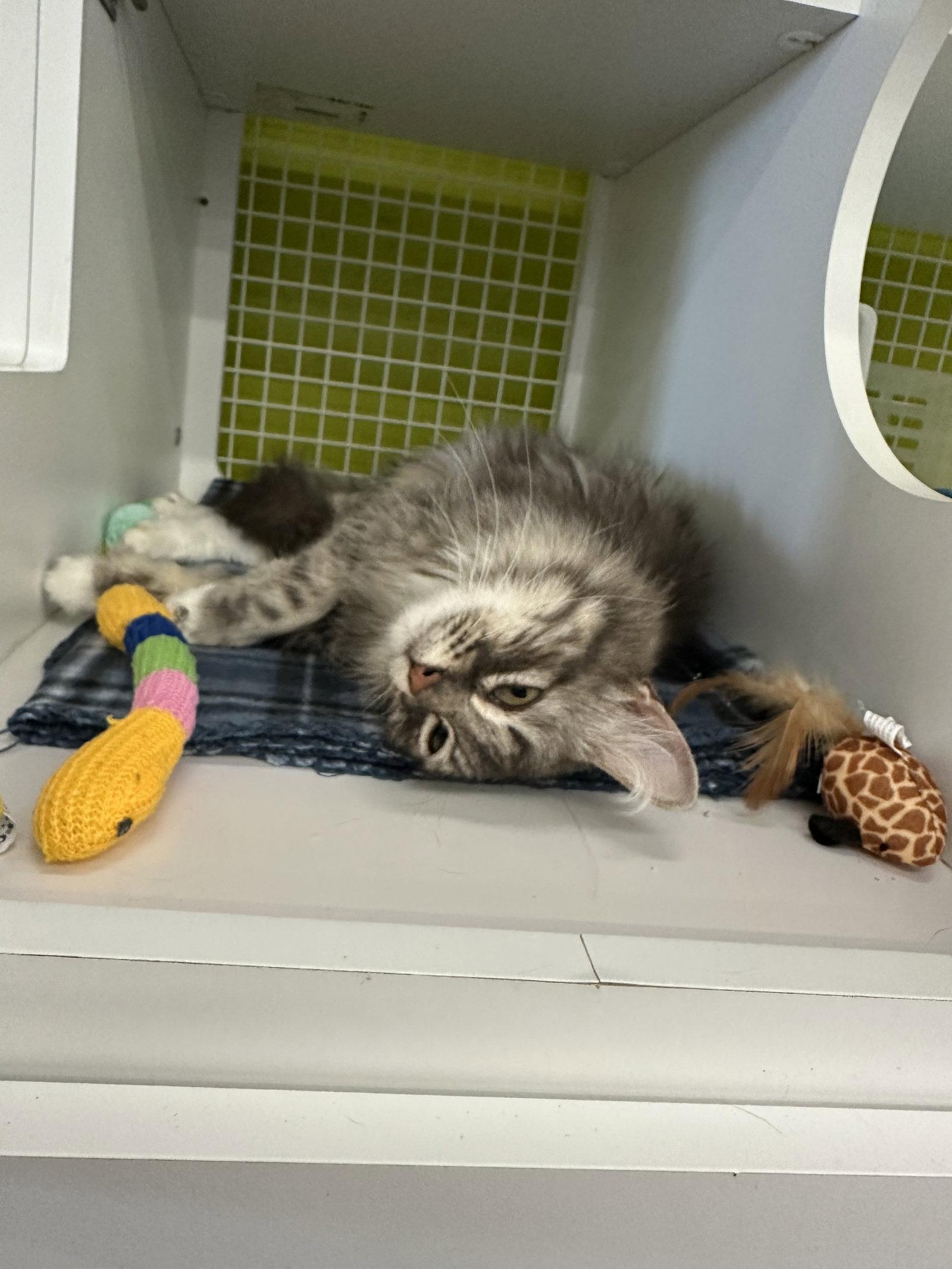 Blossom, a Adopted mixed breed in Plano, TX image 1/3