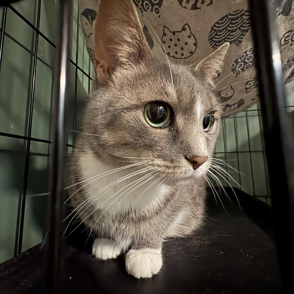 Sage, Adoptable, Adult Female Domestic Short Hair.